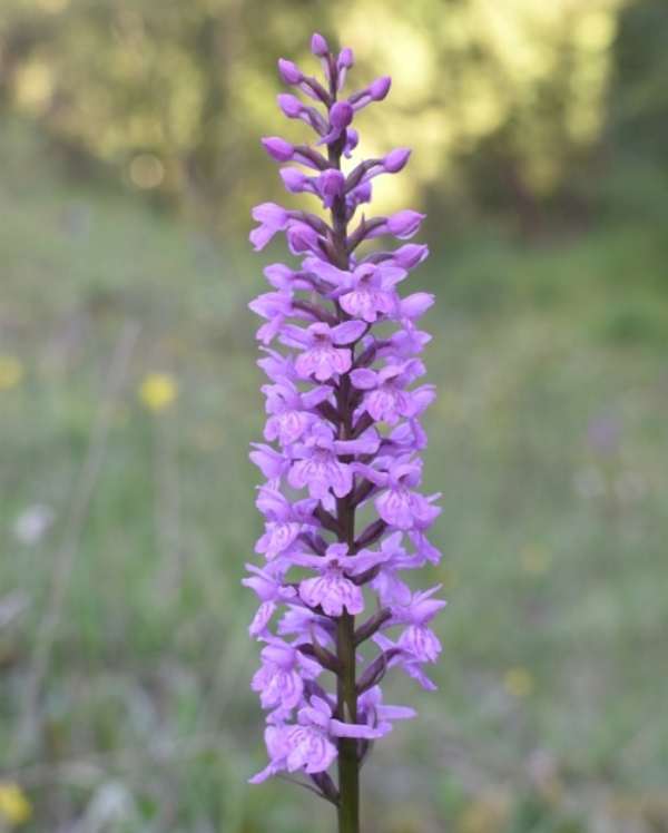Hybrid between a Fragrant-orchid and Common Spotted-orchid