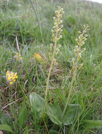 Common Twayblade and Kidney Vetch grow at Nant Port