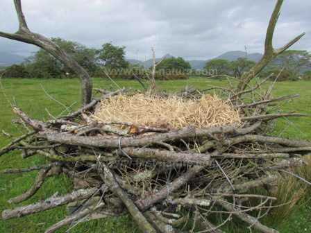 A model Osprey's nest