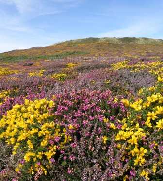 The heather and gorse around South Stack Cliffs