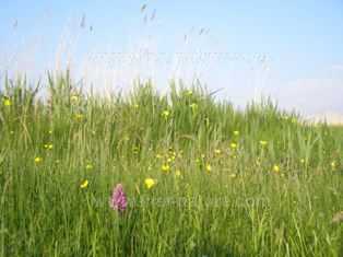 Reeds and Yellow Iris