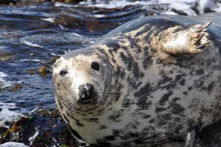 A Grey Seal on the coast of Lleyn Peninsula