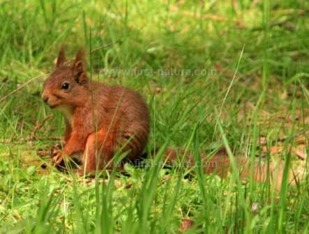 Red Squirrel on Anglesey