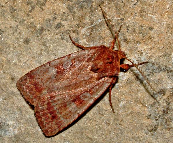 Rosy Marsh Moth