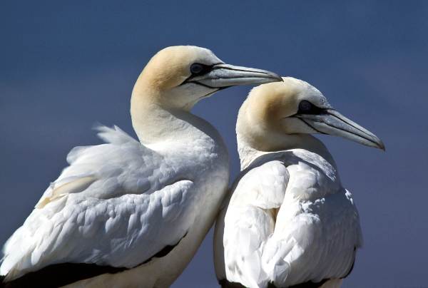 Gannets on Grassholm, picture Mike Alexander CCW