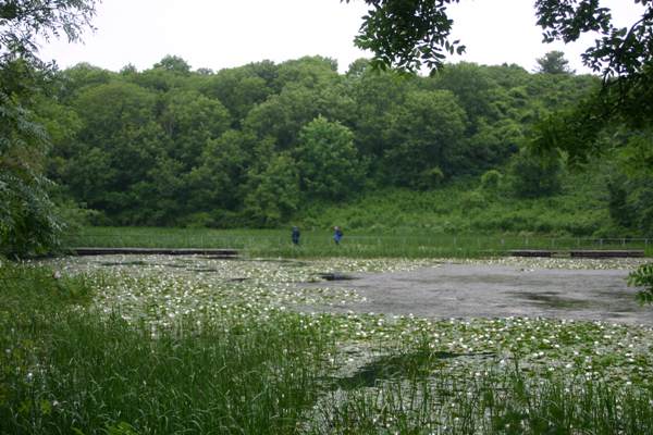Lily ponds at Stackpole