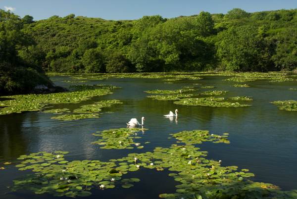 Swans at Bosherston