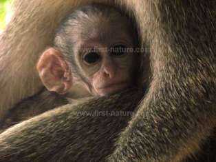 Barbados Green Monkey baby