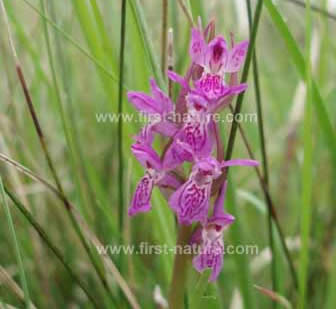Narrow-leaved Marsh-orchid