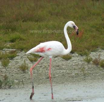 A flamingo at Camargue National Park