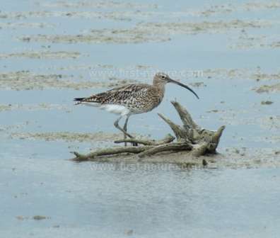 A Curlew wading in the Camargue National Nature Reserve