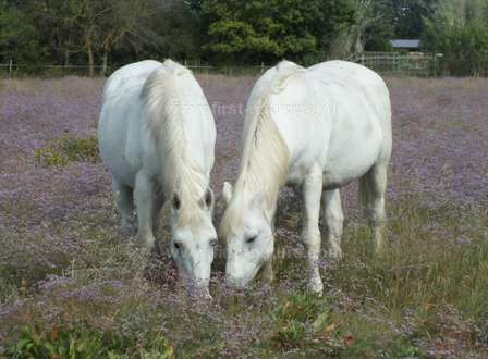 The famous white horses of the Camague
