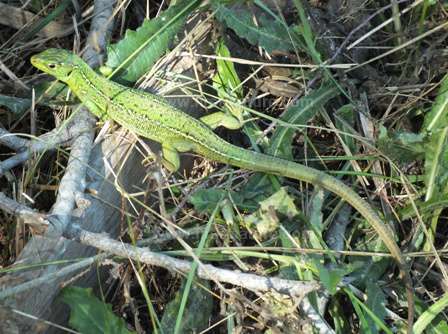 A green lizard in the Camargue National Nature Reserve
