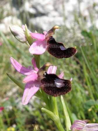 Ophrys bertolonii - one of the famous species to be found in the Gargano Peninsula