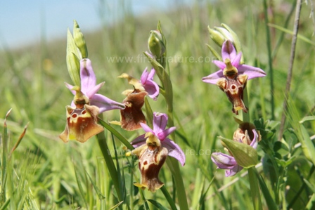 Confusing ophrys species side by side
