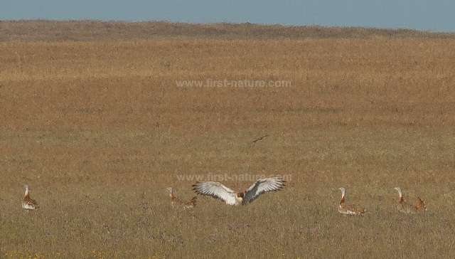 Great Bustards photographed in Parque Natural do Vale do Guadiana, Portugal