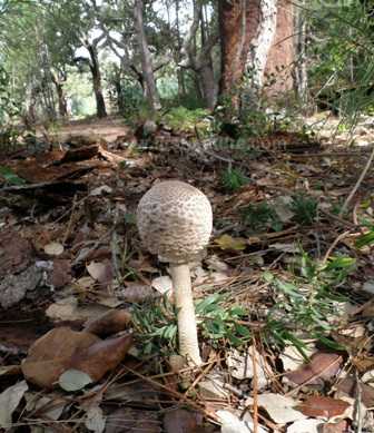 A parasol fungus growing in the woodlands in Parque Natural do Vale do Guadiana