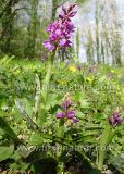 Orchis mascula - Early Purple Orchid