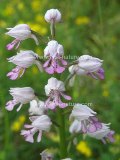 Orchis militaris - Military Orchid