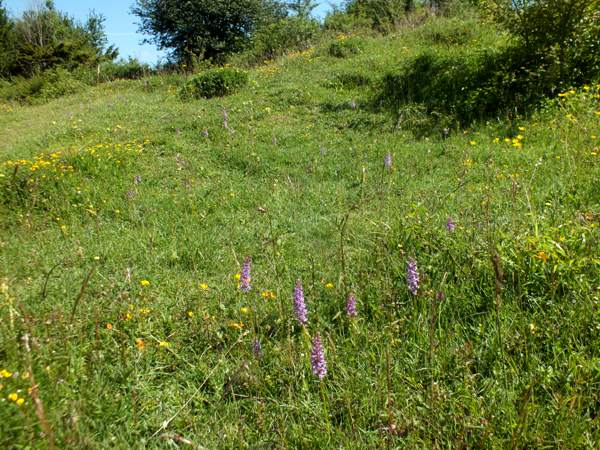 Wild Orchids at Noar Hill nature reserve