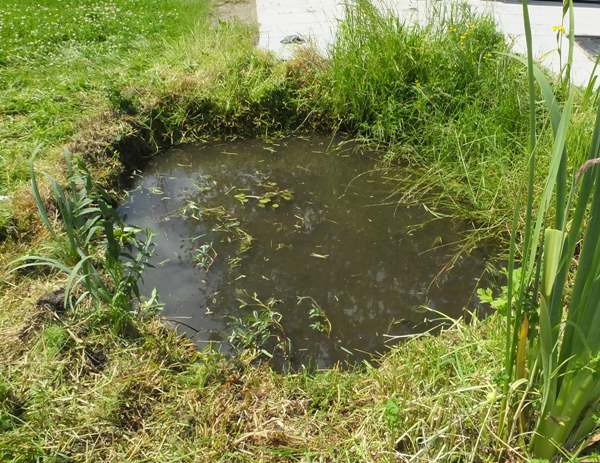 Phase one of the pond restoration is completed