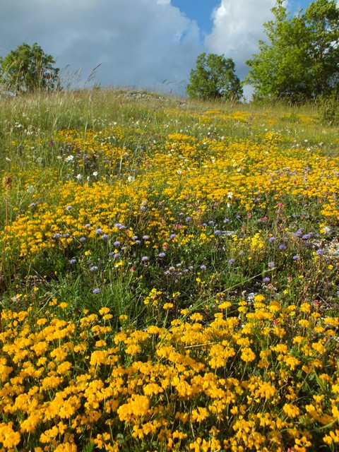The floral diversity of the Sibillini Mountains