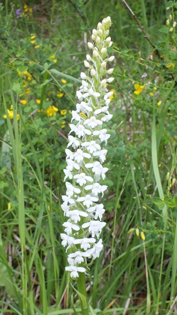 A white form of Gymnadenia conopsea