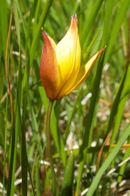 Wild Tulip Tulipa australis