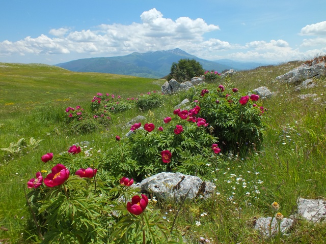 Wild Peonies in the Sibillini Mountains