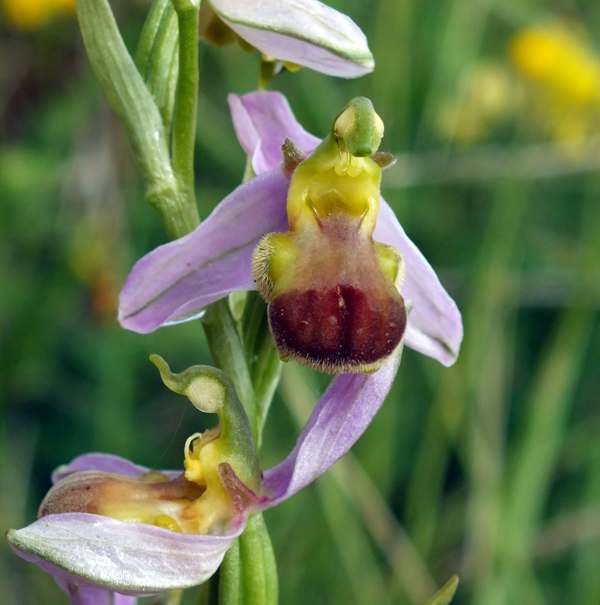 Ophrys apifer var. bicolor