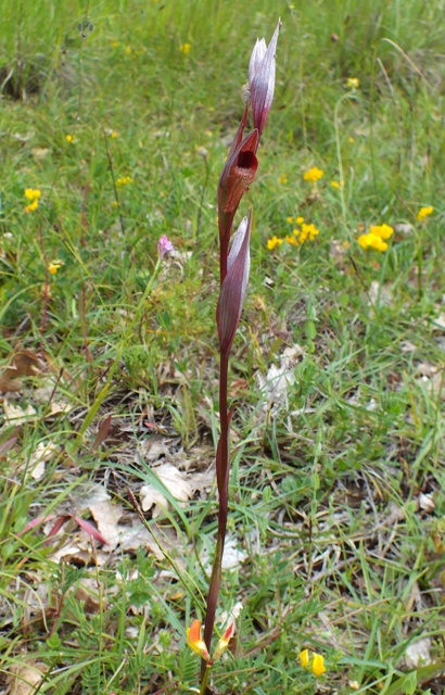 Long-lipped Tongue Orchid Serapias vomeracea