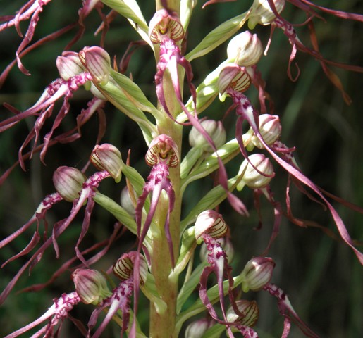 Himantoglossum adriaticum Lizard Orchid