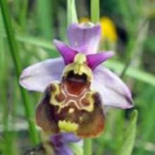 Ophrys fuciflora2