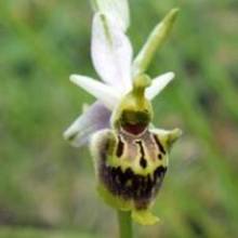 Ophrys fuciflora3