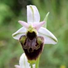 Ophrys fuciflora4