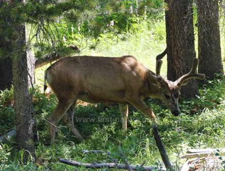 An Elk foraging in Grand Teton National Park