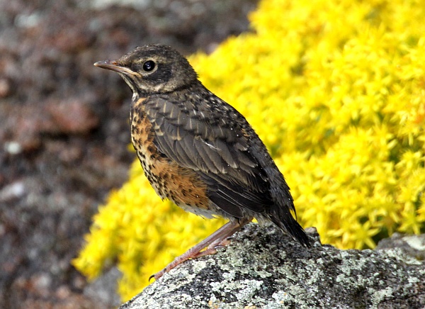 A baby American Robin