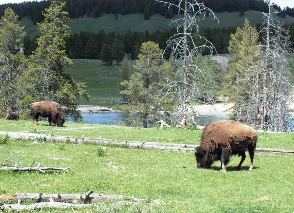 Bison graze in Yellowstone National Park