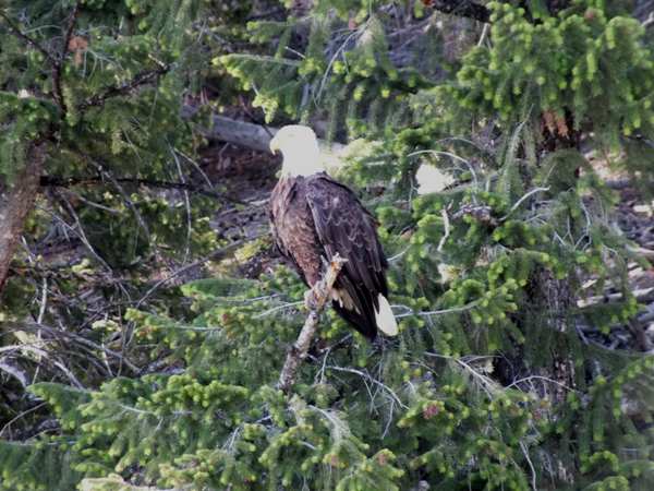 A Bald Eagle in Yellowstone National Park